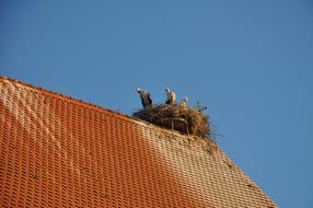 nest with storks on a red roof on a sunny day