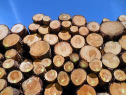 Beautiful, brown tree trunks at blue sky with white clouds on background