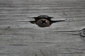 Screw Wood black and white