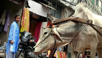 Woman, near the beautiful and cute cow and bike in New Delhi, India