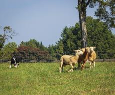 Beautiful, black and white Border Collie dog and colorful and cute sheeps on the colorful field, among the trees