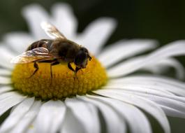 macro picture of Bee Daisy Pollen