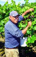 Man in cap, collecting beautiful Muscadine grapes