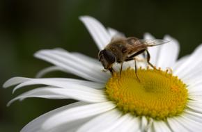 Close-up of a bee, on the beautiful, yellow and white daisy flower