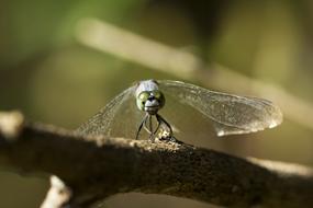 Close-up of the fly on the branch, in the park, at blurred background