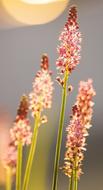 fluffy pink flower in the sun