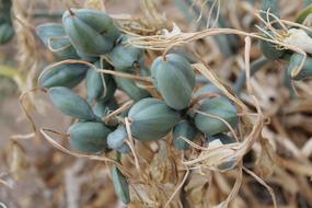 Seeds in Capsule Green on a blurred background