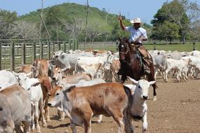 livestock in a paddock on a ranch on a sunny day
