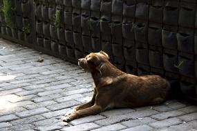 Colorful, cute and beautiful dog, laying on the pavement, in light and shadow