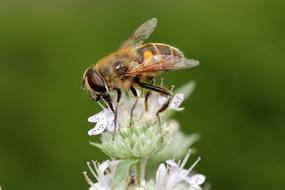 bee on a white flower close-up on a blurred background