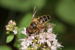 bee on a flower for pollination