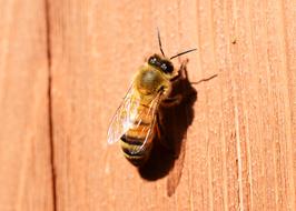 Honey Bee on wood