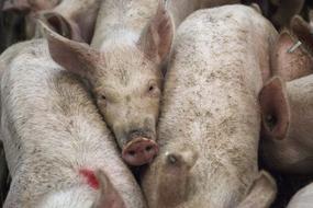 pink pigs on the farm