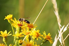 Bee and Flowers
