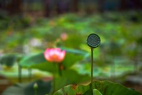 Beautiful pink, white and orange lotus flowers with leaves