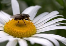 Close-up of the fly, on the beautiful, yellow and white daisy flower, at blurred background
