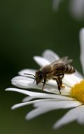 Close-up of the bee, on the beautiful, white and yellow daisy flower