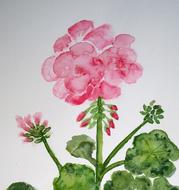 Beautiful drawing of the pink, blossoming geranium flower on the green stem, with the green leaves, clipart