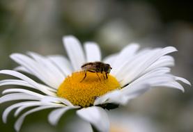 Close-up of the fly, on the beautiful, blooming, yellow and white daisy flower