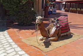 a camel with a saddle resting on the street in tunisia