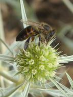 Closeup photo of Bee Insect on plant
