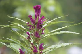 Flower Violet close-up on blurred background
