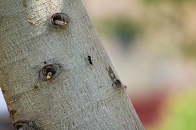 Close-up of the ant, on the tree, at colorful background