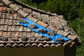patch the roof tiles with blue oilcloth