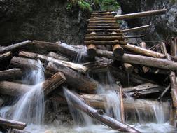 Close-up of the colorful and beautiful timber wood, in the water