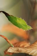 green and dry brown beech leaf