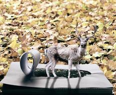 Roe Deer in book at fallen foliage, collage