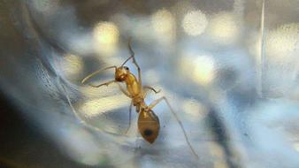 Macro photo of Ant Glass