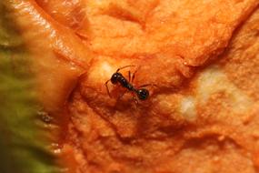 Close-up of an ant, on the orange surface