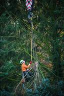 Worker in equipment, among the beautiful, green trees of the forest