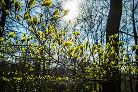 Young trees with Beech Leaves