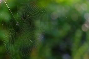 spider web on a blurred background