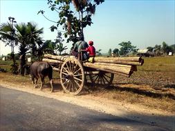 People on the carriage, with the animal, in India