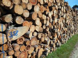 Logs of the tree trunks, on the green grass meadow, at blue sky on background