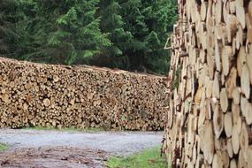 firewood as a timber industry