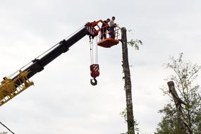 crane for cutting a tall tree