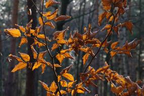 Close-up of the beautiful, orange and yellow beech leaves on the branches of the trees in the forest, in autumn