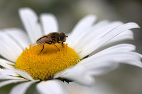 Bee Pollen on Daisy