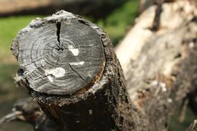 natural Wood Tree Log