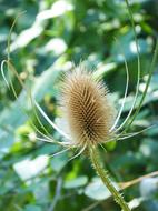 Thistle Dipsacus Fullonum Dried plant