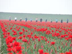 Tulips Agriculture in Holland