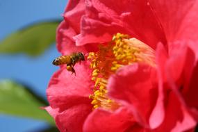 bee on a red flower in a blurred background