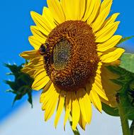 insect on a sunflower in the bright sun close up
