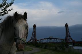 horse on the background of an industrial bridge