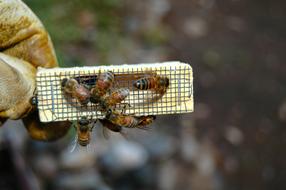 queen bee cage in hand on blurred background