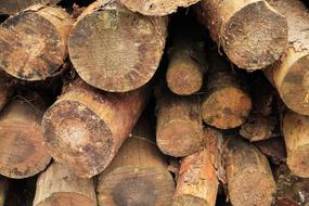 Stacked Cut The Logs Forestry Work